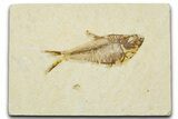 Detailed Fossil Fish (Diplomystus) - Wyoming #379501-1